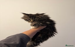 Maine Coon cats for sale: Maine Coon kitties - Advert 2