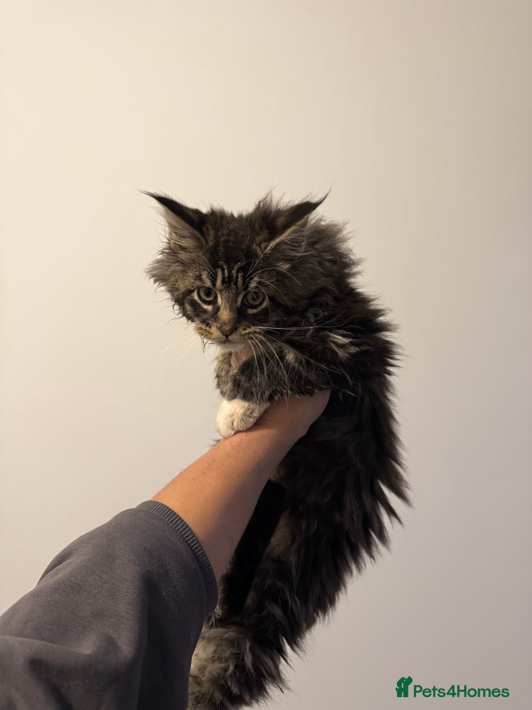 Maine Coon cats for sale: Maine Coon kitties - Advert 2