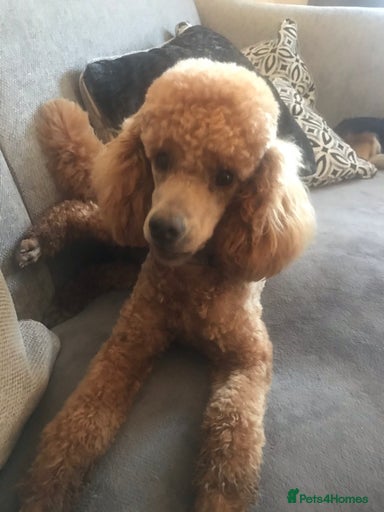 Gallery Image {{count}}