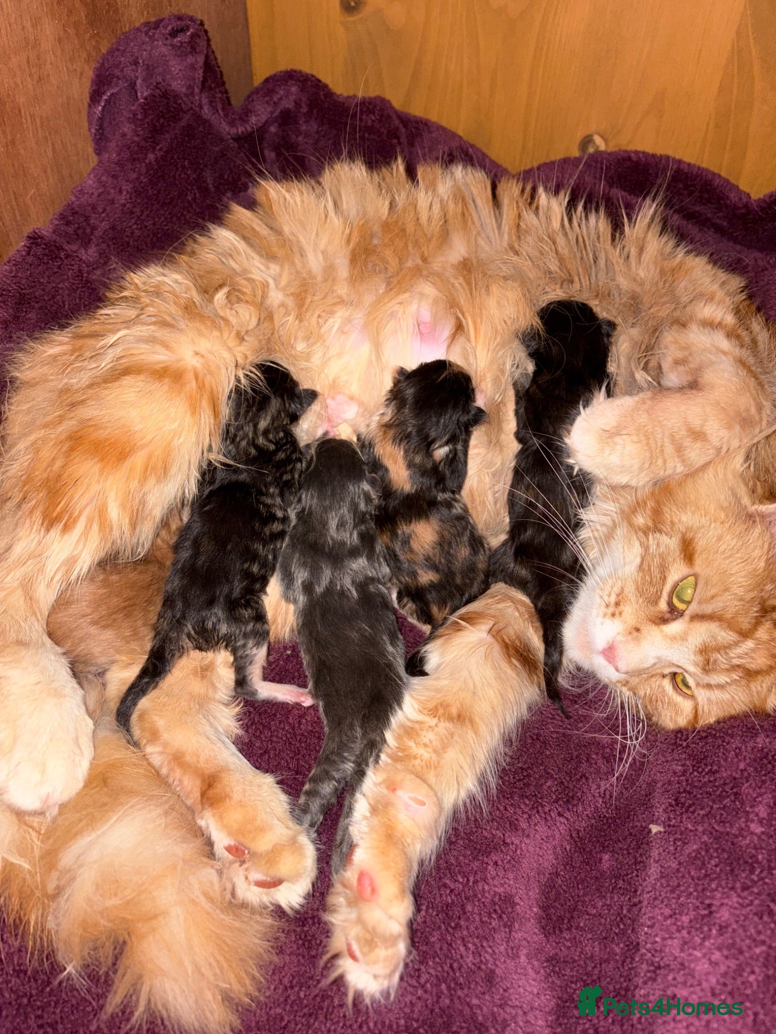 Maine Coon cats 3 beautiful mainecoon cross girls   - Advert 1