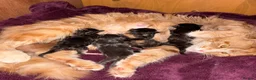 Maine Coon cats for sale: 3 beautiful mainecoon cross girls   - Advert 1