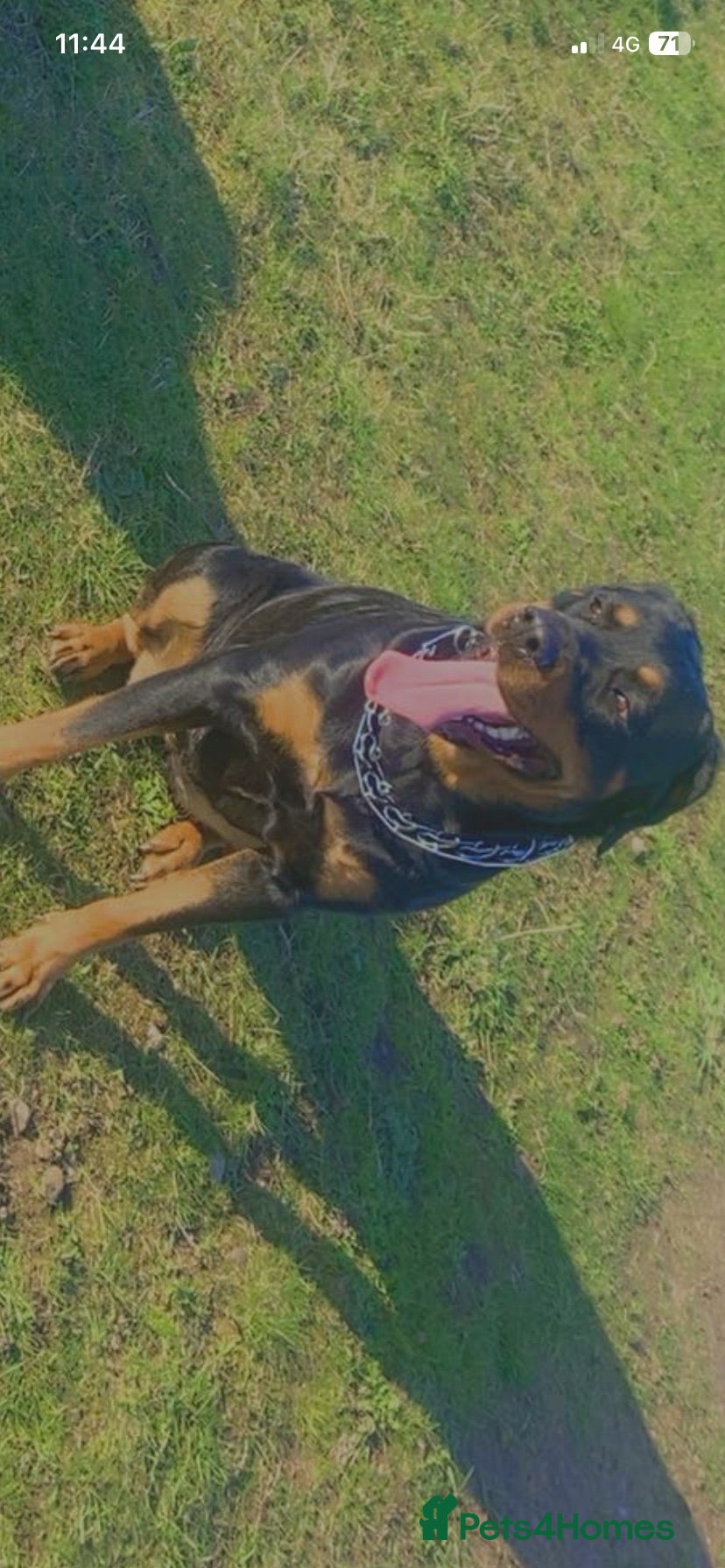 Rottweiler dogs for sale: Rottweiler puppies  - Advert 1