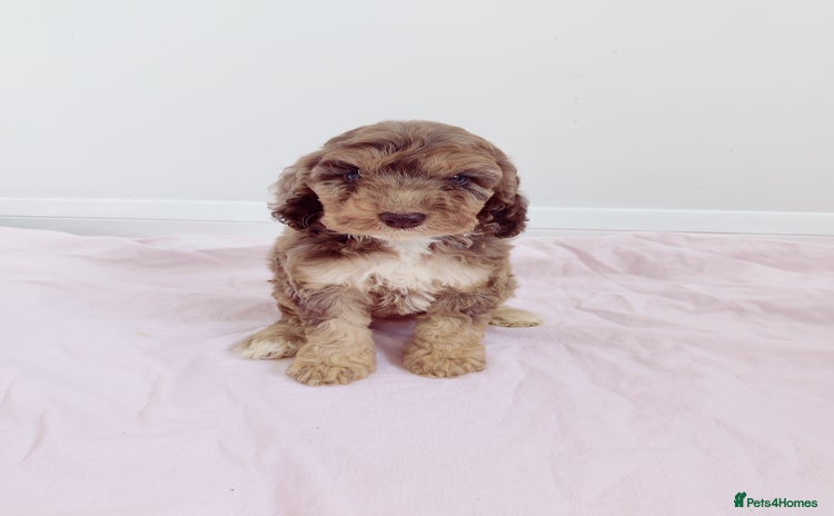 Cockapoo dogs - Advert 1