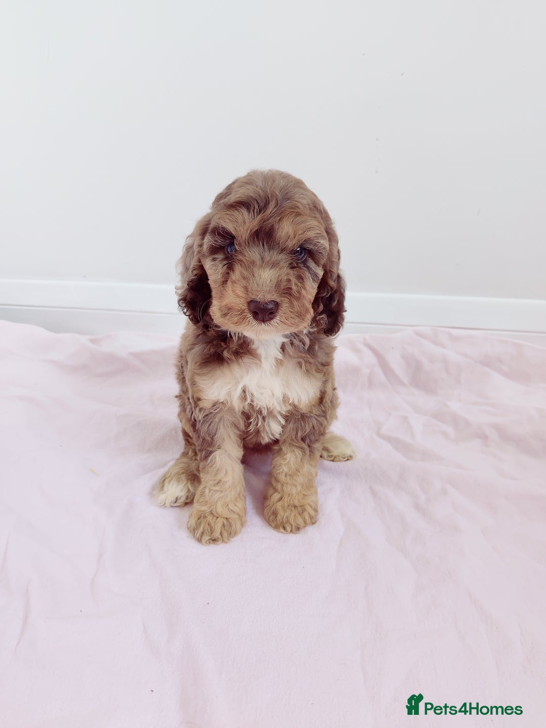 Cockapoo dogs for sale: Outstanding Cockapoo Puppies - Image 1