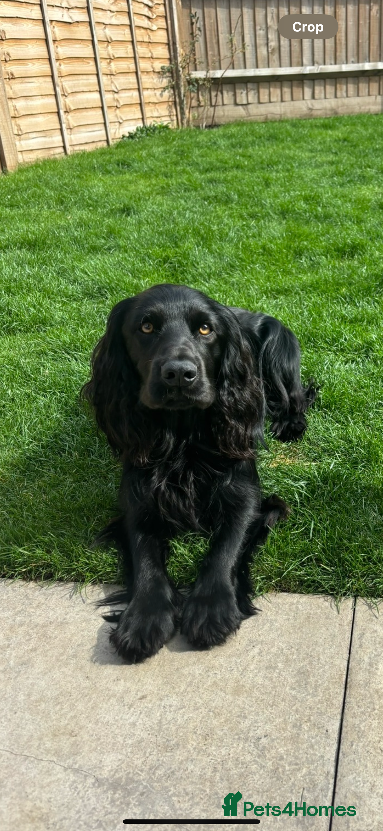 Cocker Spaniel dogs Proven Working Cocker Spaniel - Stud Available - Advert 3