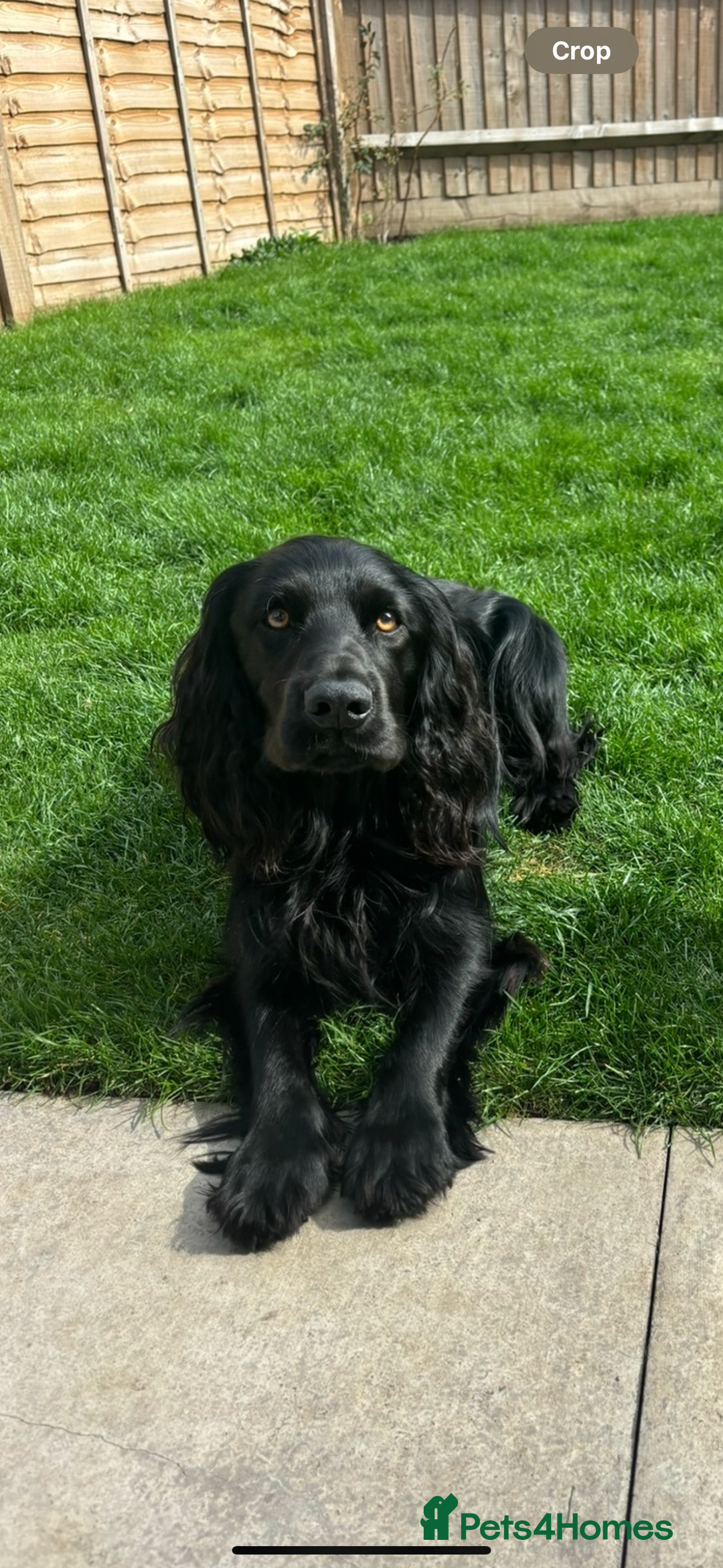 Cocker Spaniel dogs for stud: Proven Working Cocker Spaniel - Stud Available - Advert 1