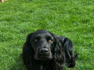 Cocker Spaniel dogs Proven Working Cocker Spaniel - Stud Available - Advert 17