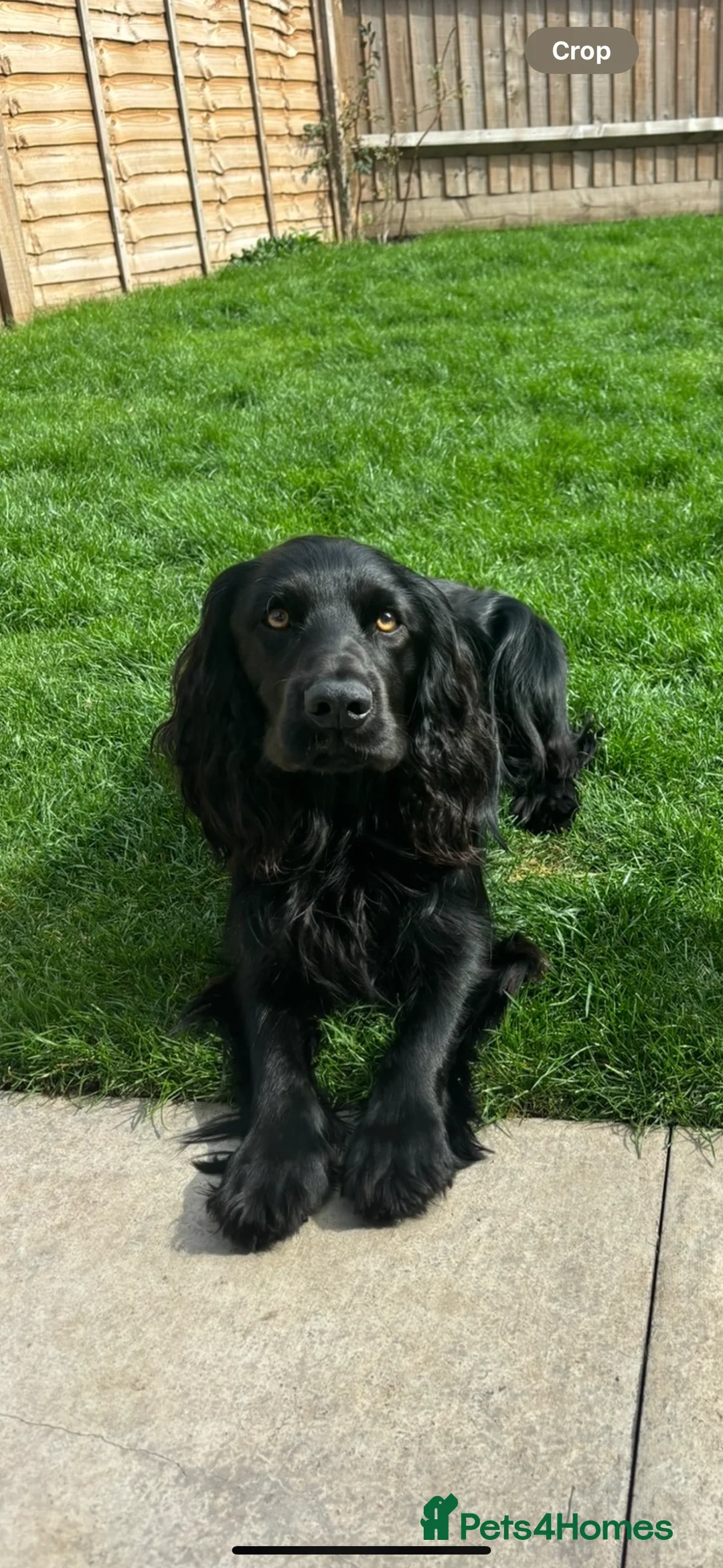 Cocker Spaniel dogs for stud: Proven Working Cocker Spaniel - Stud Available - Advert 1