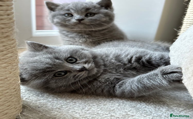 British Shorthair cats British Shorthair kitten - Advert 1