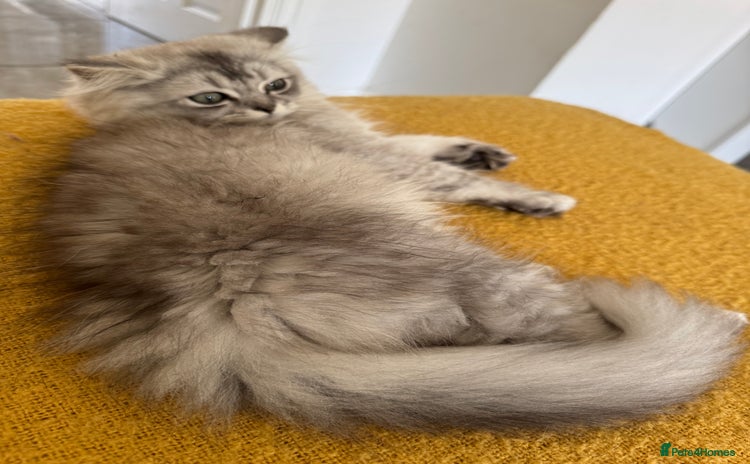 Scottish Fold cats in South Ockendon - Advert 7