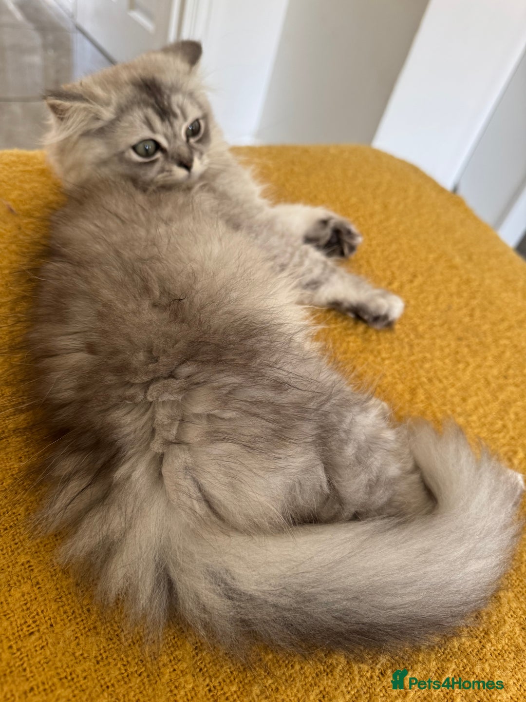 Scottish Fold cats for sale: Adorable Pure Scottish Fold Chinchilla Kittens in South Ockendon - Image 3