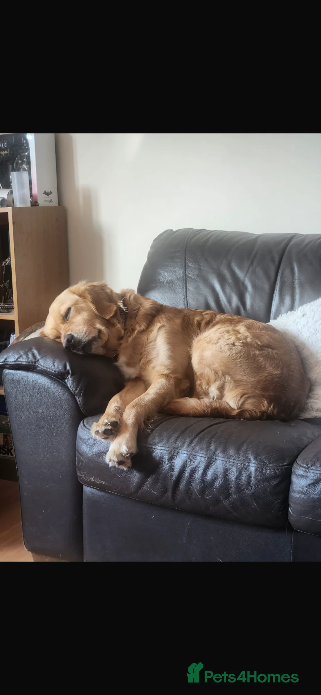 Goldador dogs for sale: Goldador puppies expected 24/06/2026!! - Advert 2