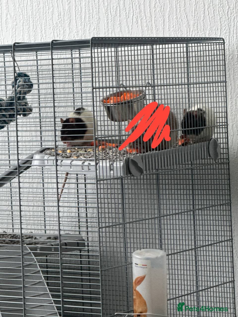 Rat rodents Two young pet rats – free to a good home - Advert 1