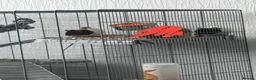 Rat rodents for sale: Two young pet rats – free to a good home in Coatbridge - Advert 1