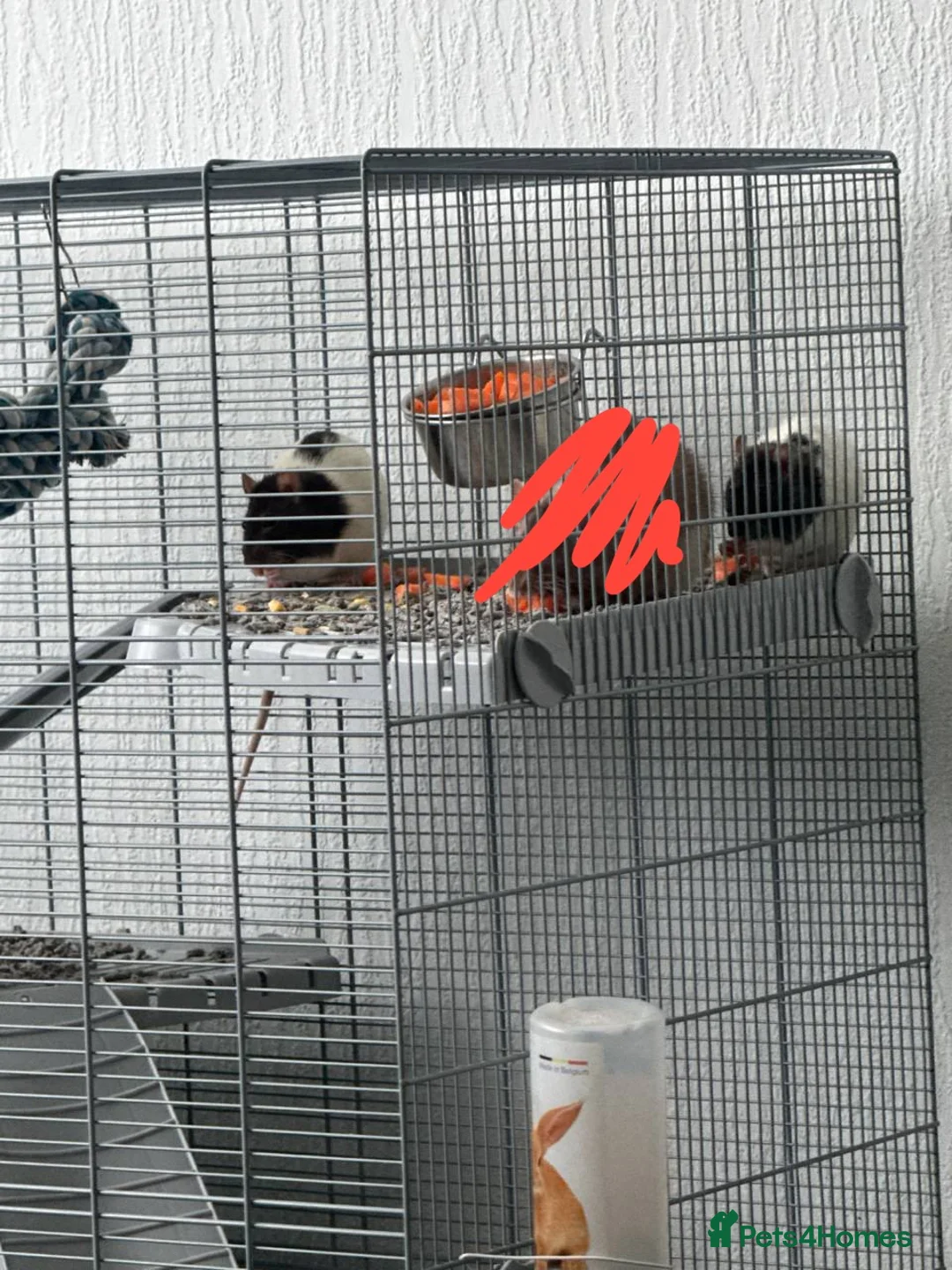 Rat rodents for sale: Two young pet rats – free to a good home in Coatbridge - Advert 1