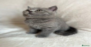 British Shorthair cats - Advert 9