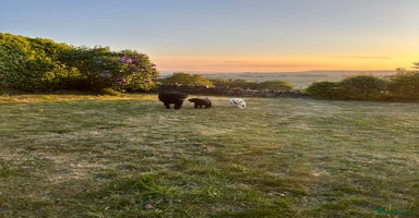 Labrador Retriever dogs in Halifax - Advert 12