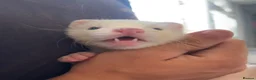 Ferret rodents for sale: Ferrets, 2 Girls 1 Boy (boy albino) in Chatham - Advert 2