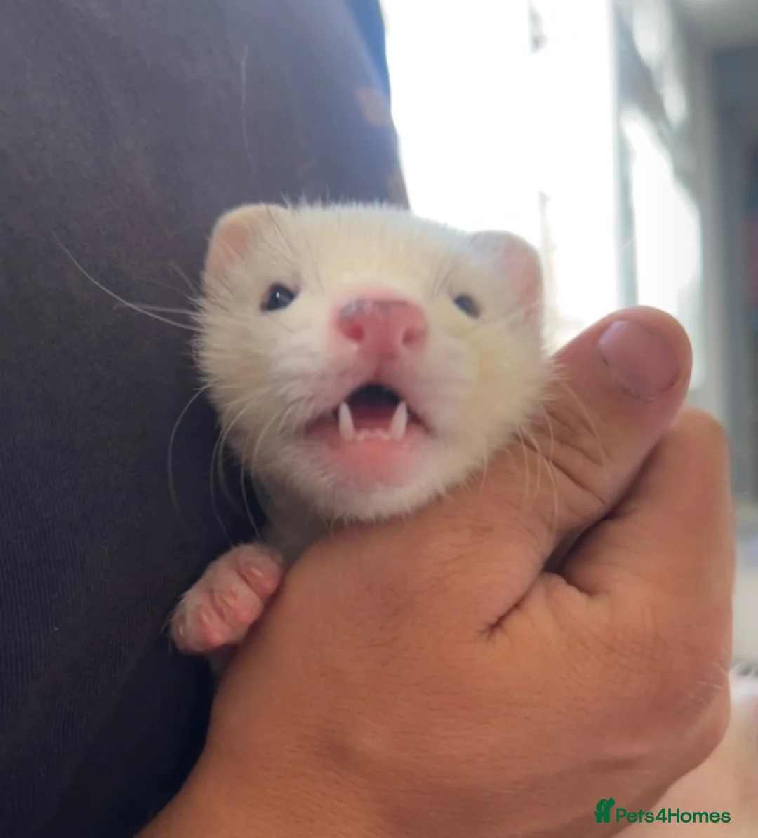 Ferret rodents for sale: Ferrets, 2 Girls 1 Boy (boy albino) in Chatham - Advert 2