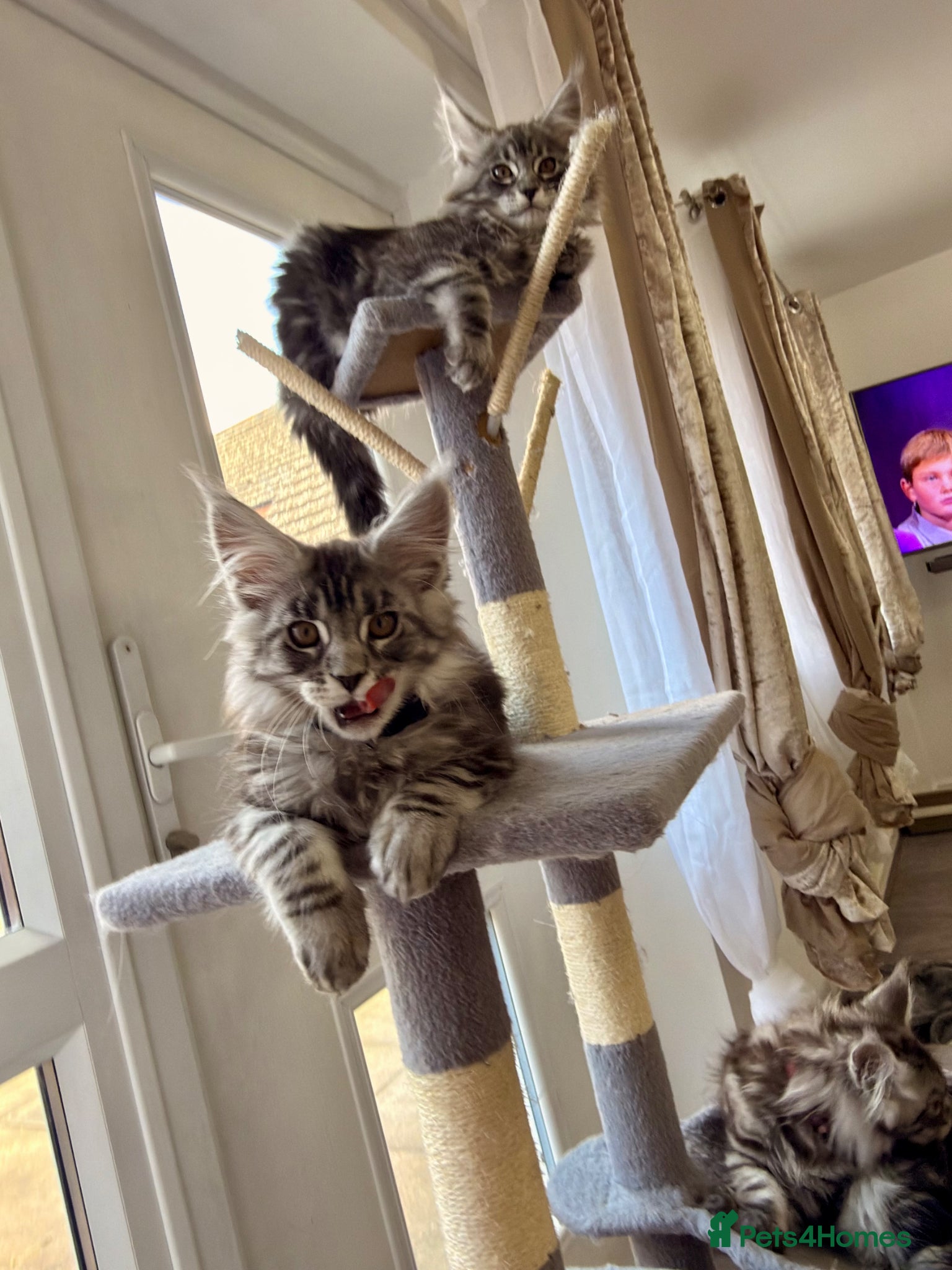 Maine Coon cats 🐾 Stunning Maine Coon Kittens🐾 - Advert 5