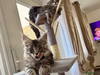 Maine Coon cats 🐾 Stunning Maine Coon Kittens🐾 - Advert 5
