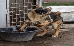 Mixed Breed dogs for adoption: 💖🐶 MOTI 🐶💖 - Image 5