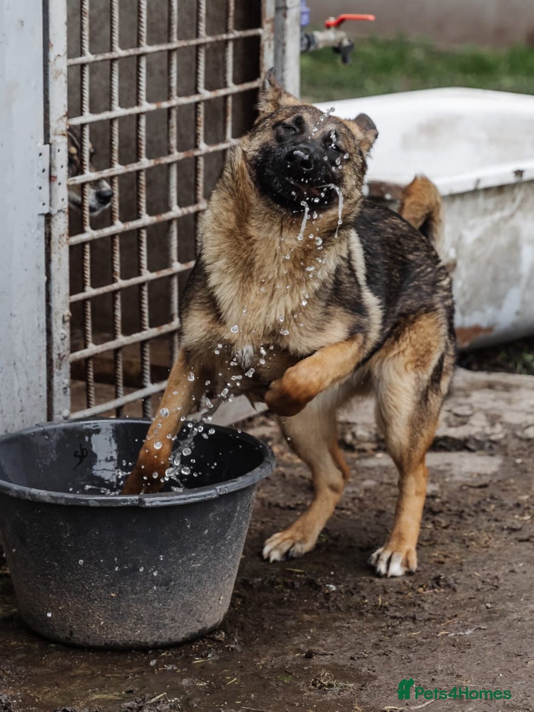 Mixed Breed dogs for adoption: 💖🐶 MOTI 🐶💖 - Image 5
