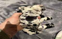 Sheepadoodle dogs for sale: unique midi sheepadoodle babies - Image 5
