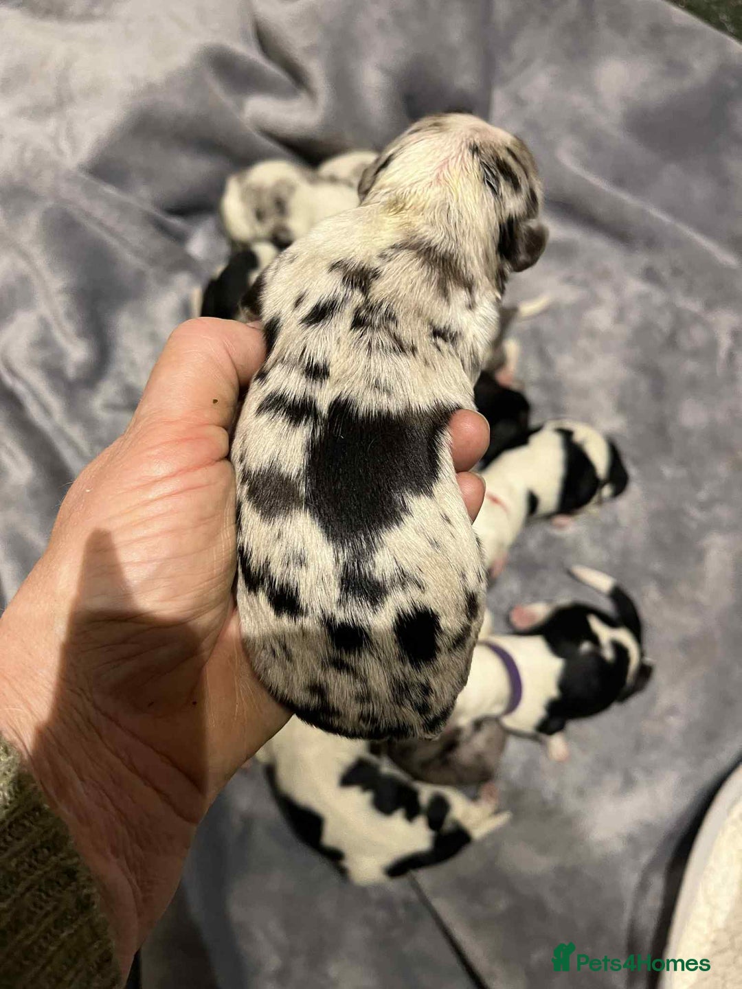 Sheepadoodle dogs for sale: unique midi sheepadoodle babies - Image 5