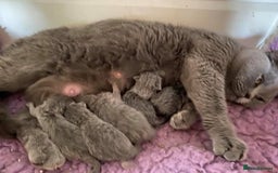 British Shorthair cats for sale: British Blue kittens  - Image 7
