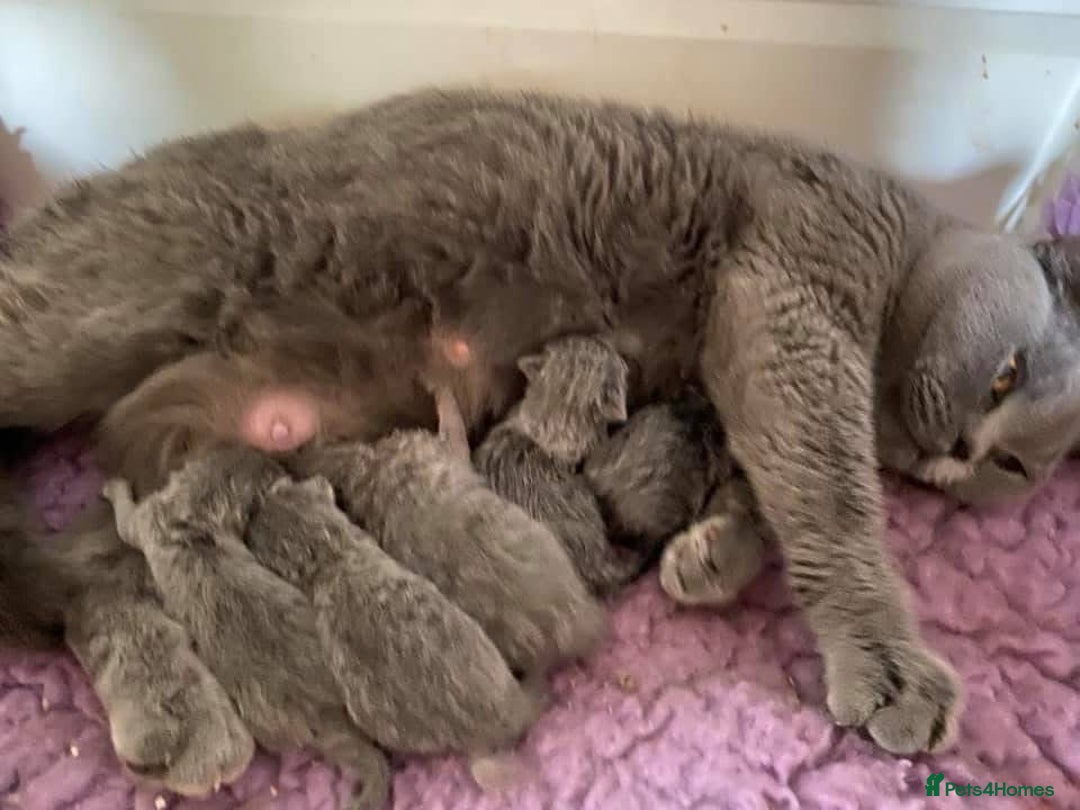 British Shorthair cats for sale: British Blue kittens  - Image 7
