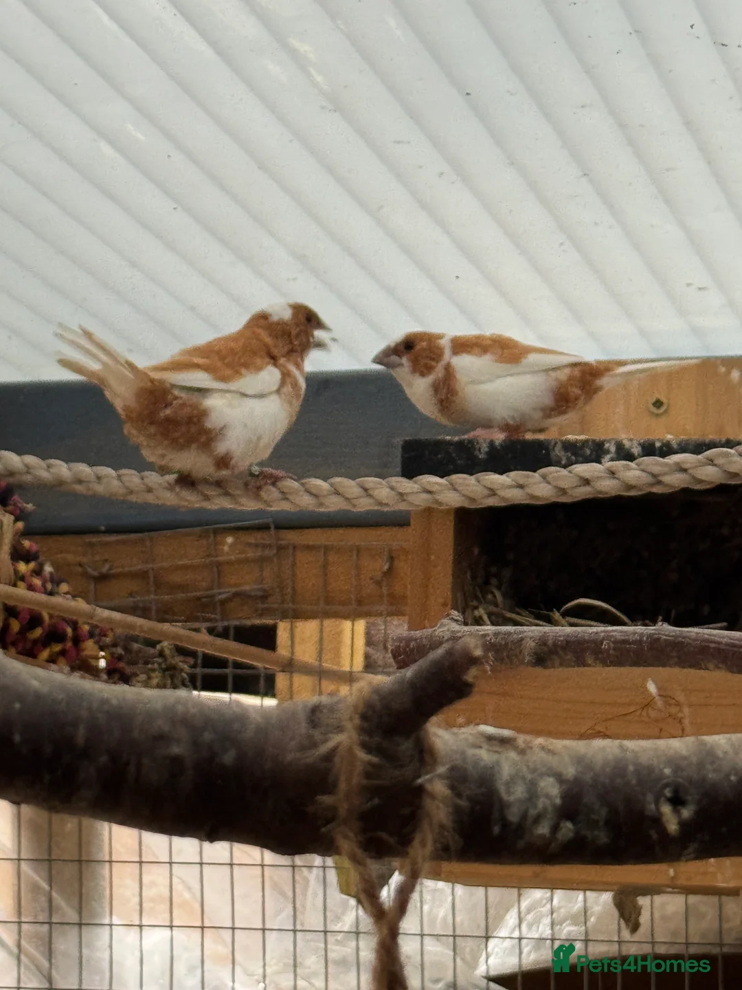 Finches birds for sale: Finches and quail  - Advert 4