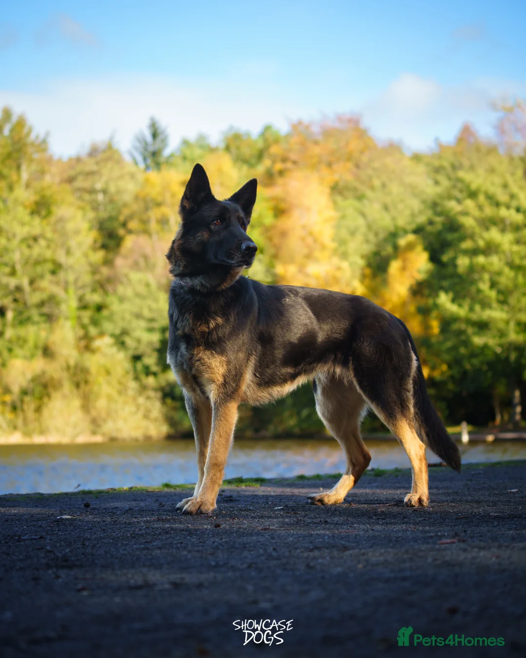 German Shepherd dogs for sale: KC Registered Working Line German Shepherd Puppies - Advert 5