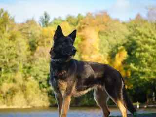 German Shepherd dogs KC Registered Working Line German Shepherd Puppies - Advert 6