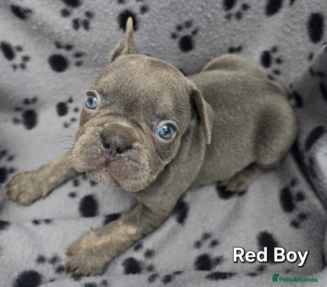 French Bulldog dogs for sale: Stunning Blue French Bulldog Puppies - Advert 9