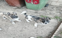 Akita dogs for sale: Akita puppy's ready now - Image 5