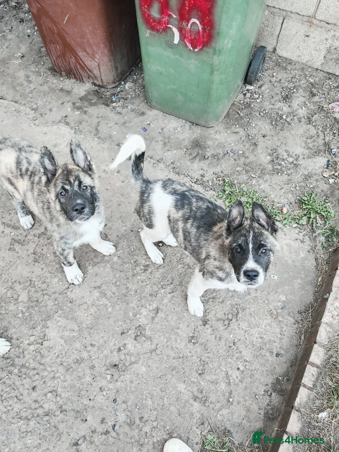 Akita dogs for sale: Akita puppy's ready now - Image 5