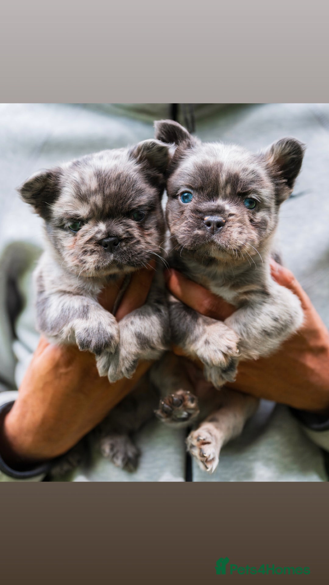 French Bulldog dogs for sale: FLUFFY HUSKY PRIME BIG ROPE MERLE PINK FRENCH BULL - Image 4