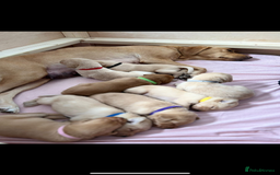 Labrador Retriever dogs for sale: Labrador’s  - Image 7