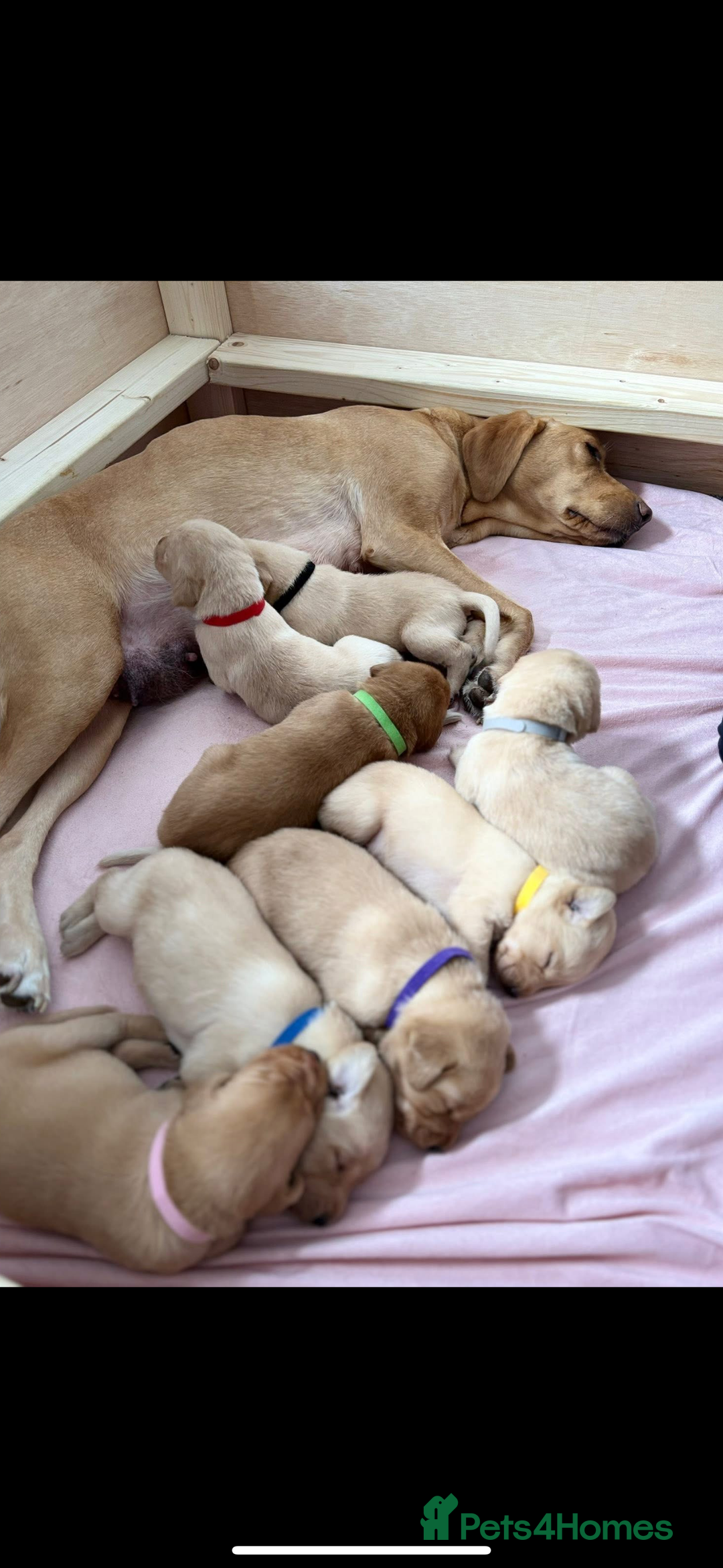 Labrador Retriever dogs for sale: Labrador’s  - Image 7