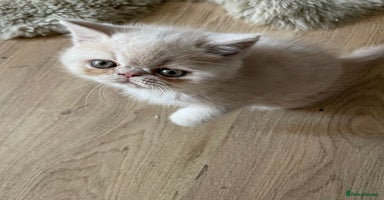 Exotic cats - Advert 13