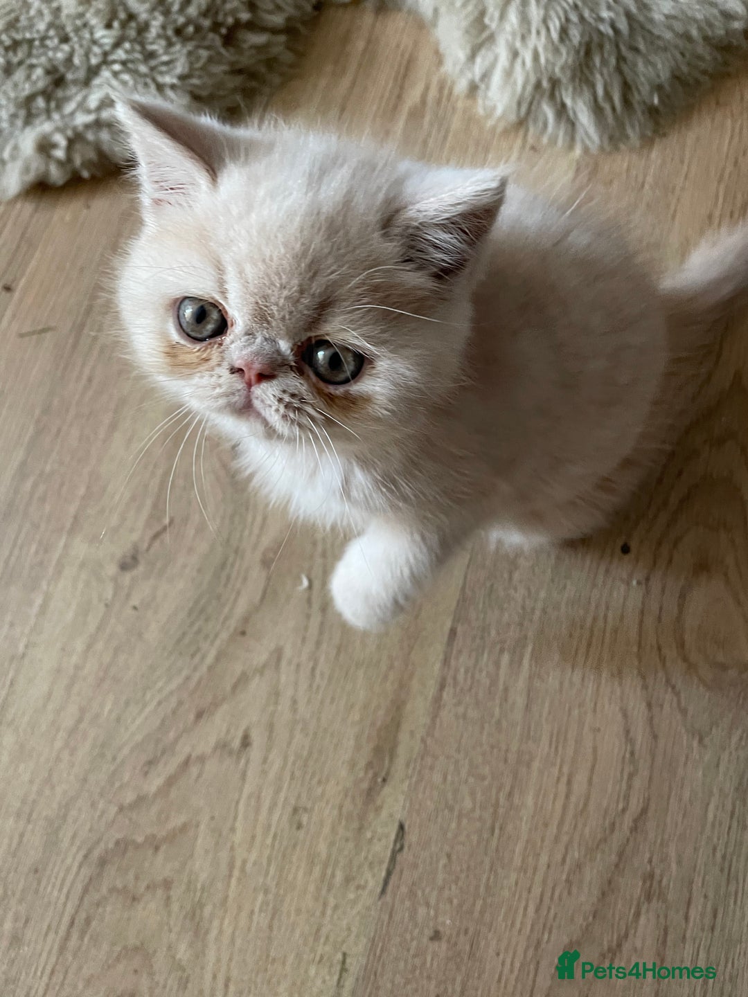 Exotic cats for sale: Gorgeous girl ready now - Image 2