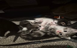 Mixed Breed cats for sale: Adorable kittens looking for loving homes  - Image 3