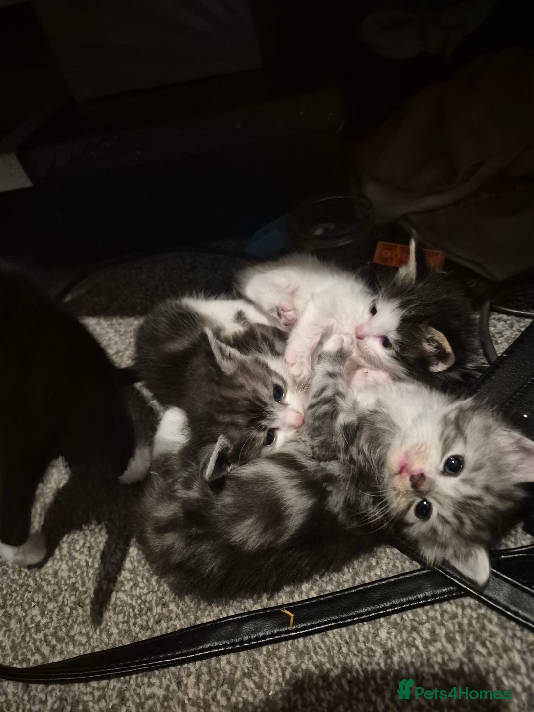 Mixed Breed cats for sale: Adorable kittens looking for loving homes  - Image 3