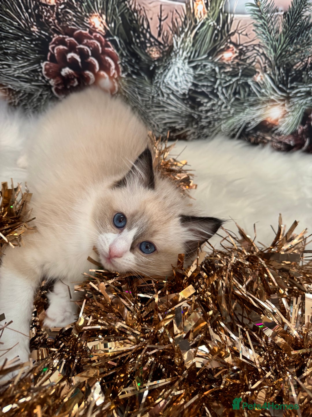 Ragdoll cats for sale: 🏆 gccf ragdoll grand champion kittens 🏆 - Advert 29