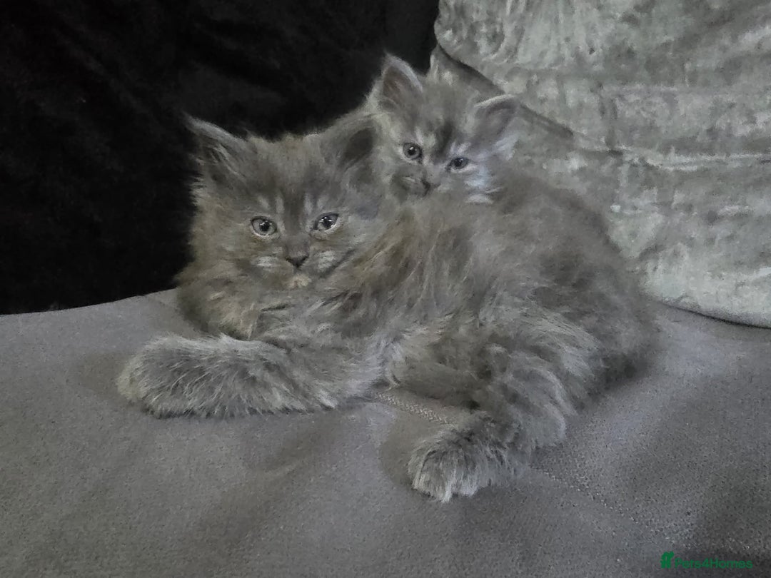 Persian cats for sale: 3 stunning Persian kittens ready now.  - Advert 20