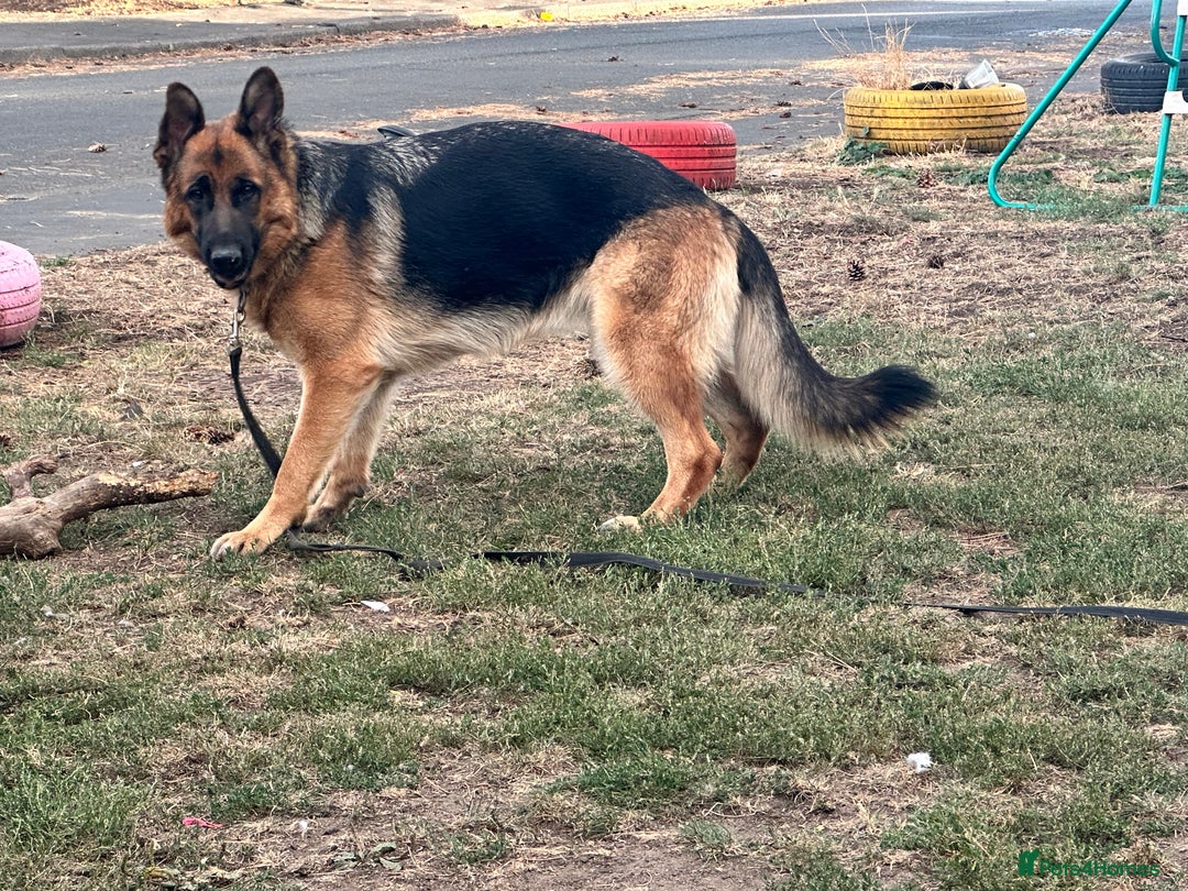 German Shepherd dogs for sale: Top Quality German Shepherd Short hair Bitch puppy - Image 8