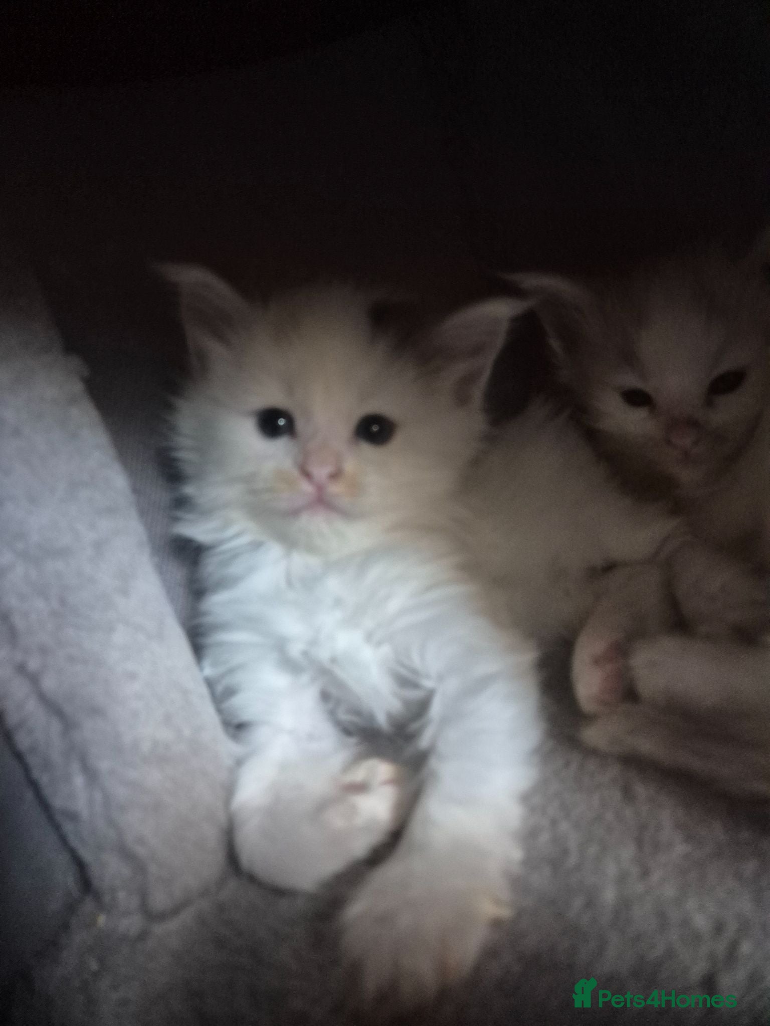Maine Coon cats Tica Registered Kittens - Advert 1