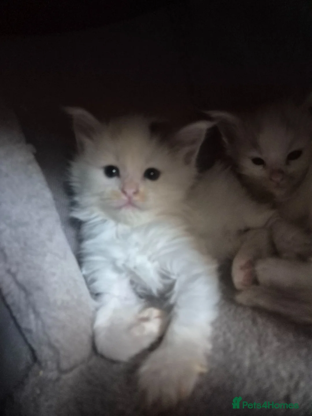 Maine Coon cats for sale: Tica Registered Kittens - Advert 1