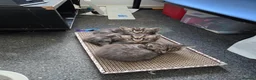Ragdoll cats for sale: Ragdoll x kittens in Derby - Advert 12